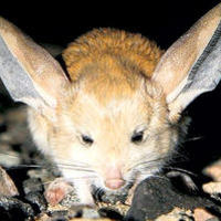 пустињски скочимиш