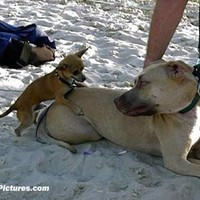 пичкохолик