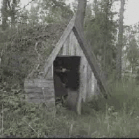 Тхе Форестер