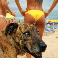 pravimposteresamotak