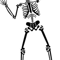 Skeleton