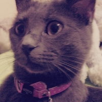 ТвојаКеваСеЗовеСтева