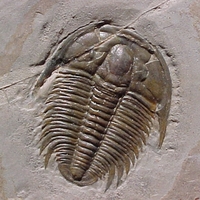 trilobite
