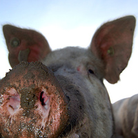 neustrasiva svinjeti