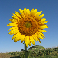 сунцокрет.олкул