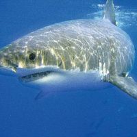 _Great White_