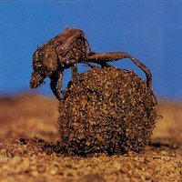 Дупљи Наљог