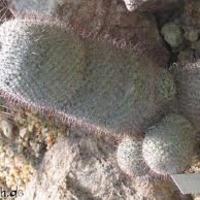 da_nije_mozda_kurcin