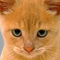 марија.ицолгуд