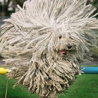 Баршунасти