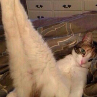 wrong interpretation