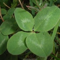 Vaskrsli Dostojevski