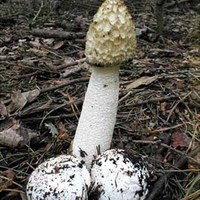 Mushroom_cock