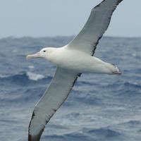 Албатрос