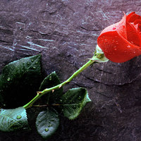`RedRose`