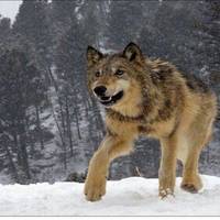 GrayWolf