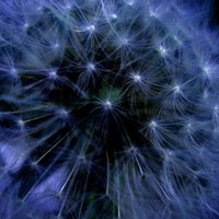 Плави маслачак