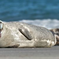 Слепи Туљан