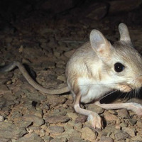 PobacaJ_PustinjskoG_