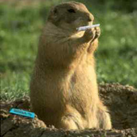 Груја Мрмот