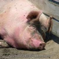 Брбоц Пајдоман