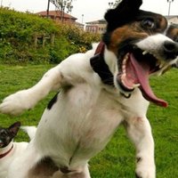 Kratak ali jebitačan