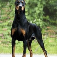 doberman121