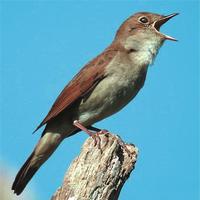 Vujsla iz Mrčajevaca