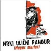 Mrki ulični pandur