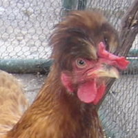 ЧАРКА АТЛЕТИЧАРКА